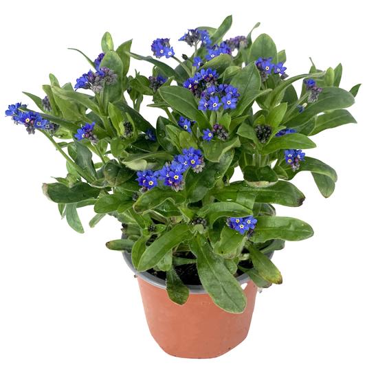 Myosotis sylvatica / Kerti nefelejcs