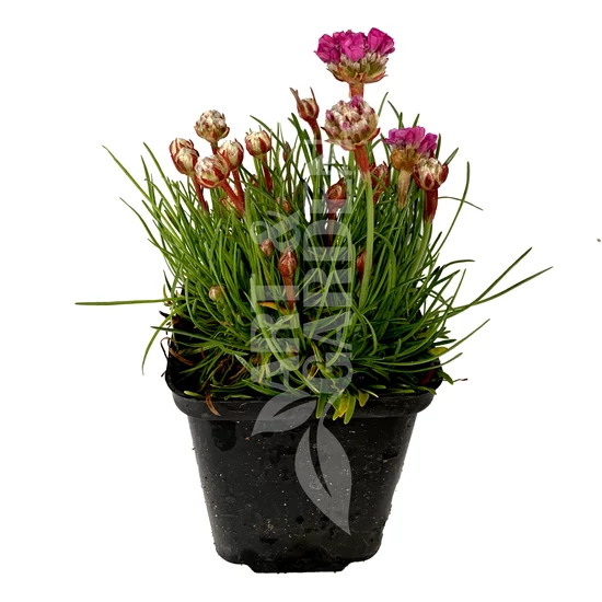 Armeria maritima 'Armada Rose' / Tengerparti pázsitszegfű