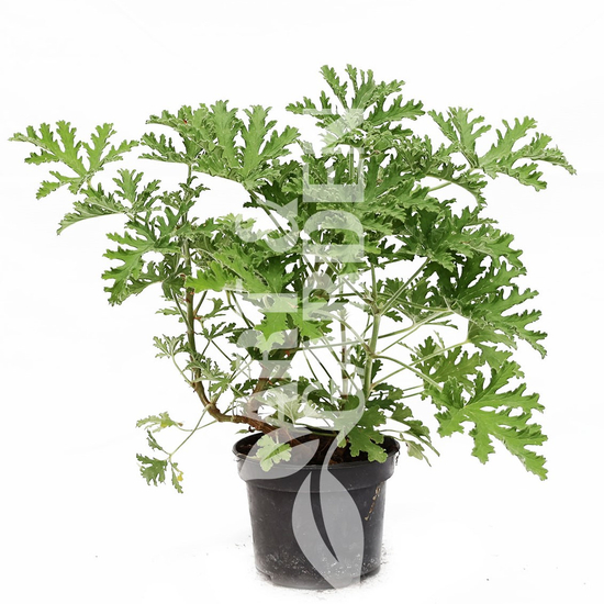 Pelargonium crispum / Citrom illatú muskátli
