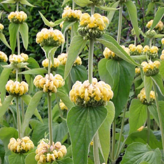Phlomis russeliana / Kis-ázsiai macskahere