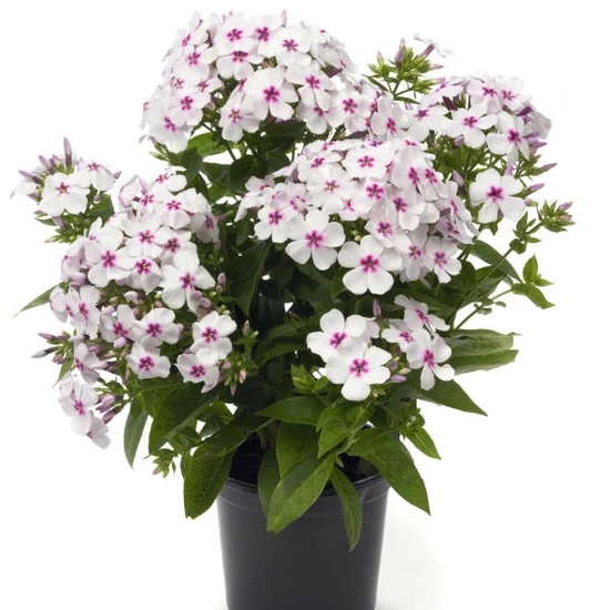 Phlox paniculata 'Flame White Eye' / Fehér virágszínű bugás lángvirág