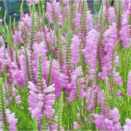 Physostegia virginiana 'Rosea' / Virginiai füzérajak