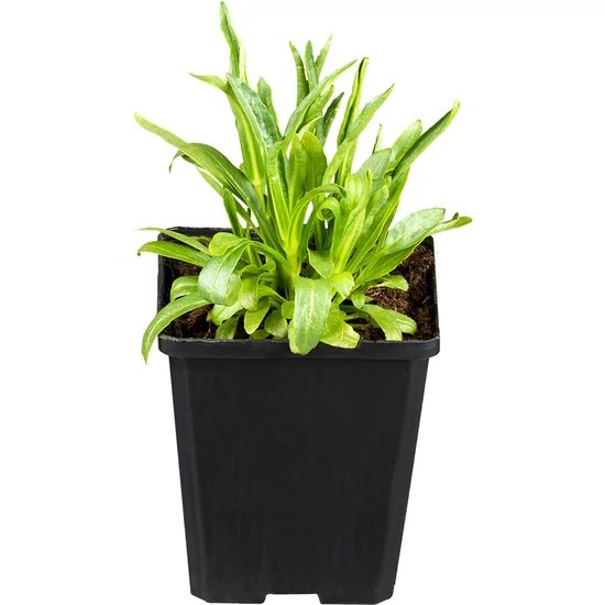 Physostegia virginiana 'Rosea' / Virginiai füzérajak