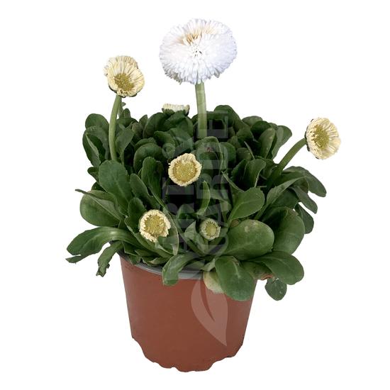 Bellis perennis / Százszorszép