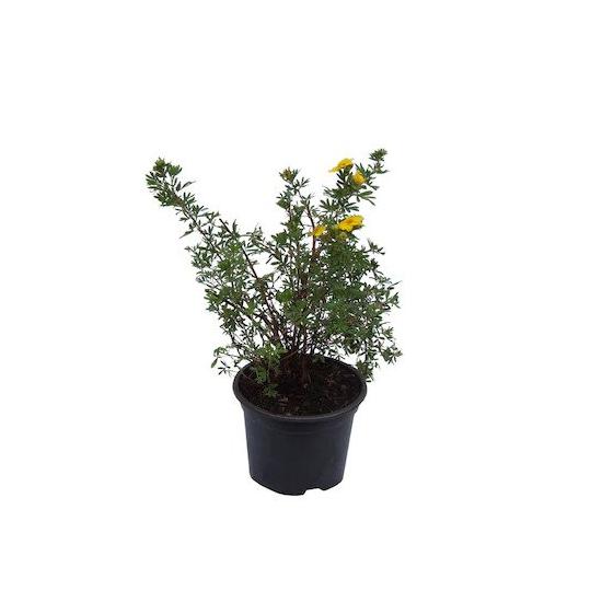 Potentilla fruticosa 'Goldfinger' / Sárga virágú cserjés pimpó