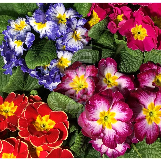 Primula x polyantha / Kerti Kankalin