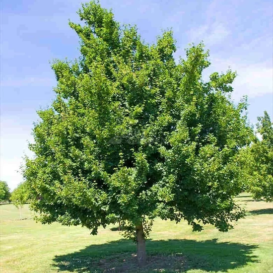 Acer tataricum / Tatár juhar