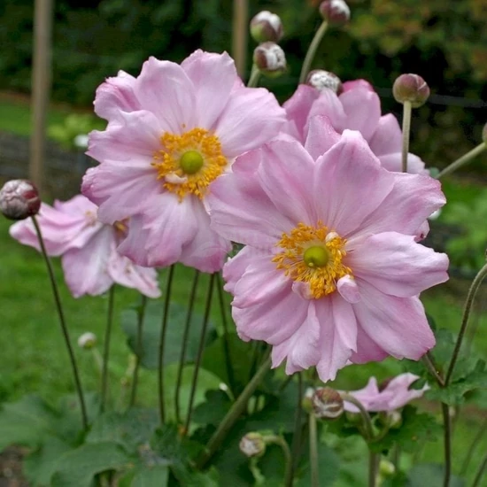 Anemone x hybrida 'Königin Charlotte' / Szellőrózsa