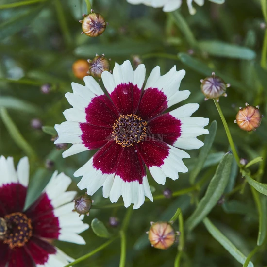 Coreopsis 'Chorosan Burgundy & White' / Menyecskeszem