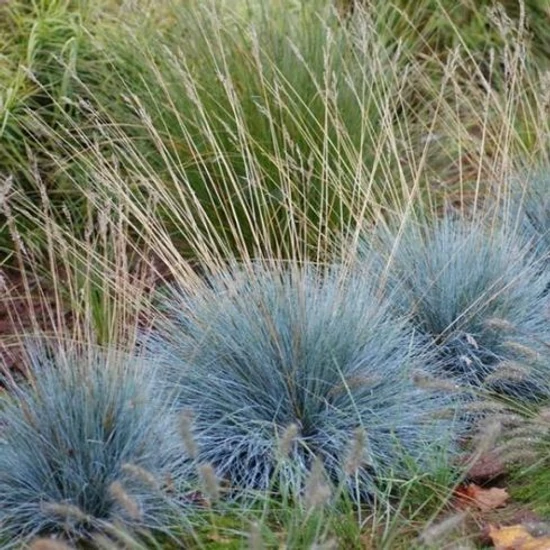 Festuca valesiaca var. glaucantha / Vékony csenkesz