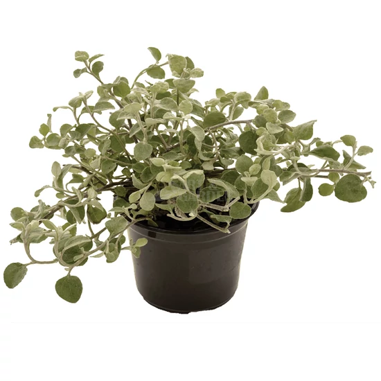 Helichrysum petiolare 'Silver Star' / Kereklevelű szalmagyopár