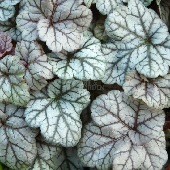 Heuchera 'Silver Scrolls' / Tűzeső