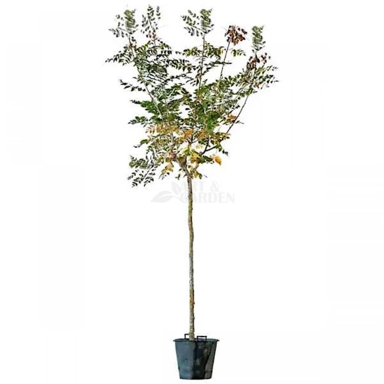 Koelreuteria paniculata  / Bugás csörgőfa