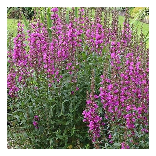 Lythrum salicaria 'Robin' / Réti füzény