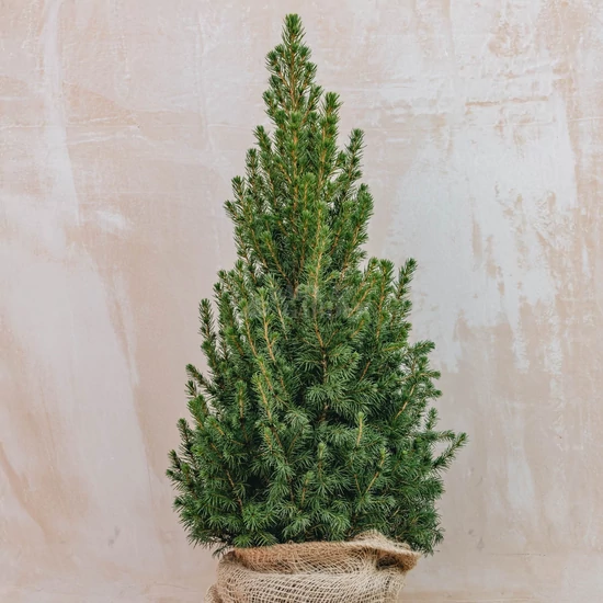 Picea glauca 'December' / Kék cukorsüvegfenyő