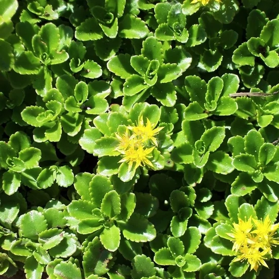 Sedum kamtschaticum / Kamcsatkai varjúháj