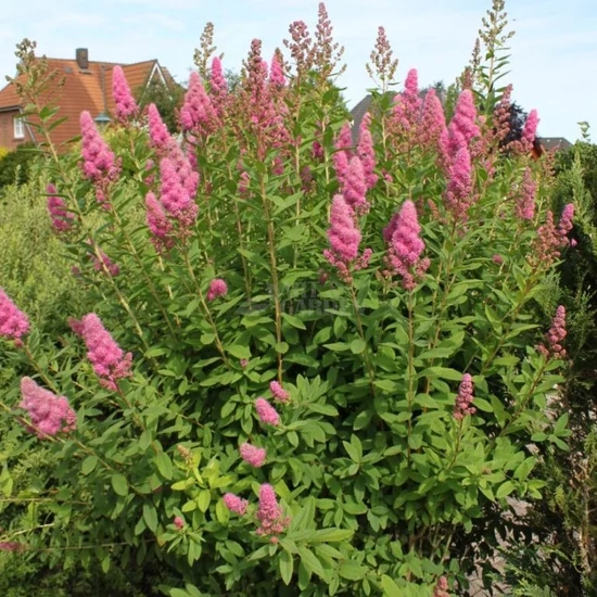 Spiraea x billardii / Piros virágú gyöngyvessző