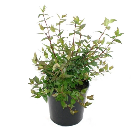 Abelia grandiflora / Nagyvirágú tárnicslonc