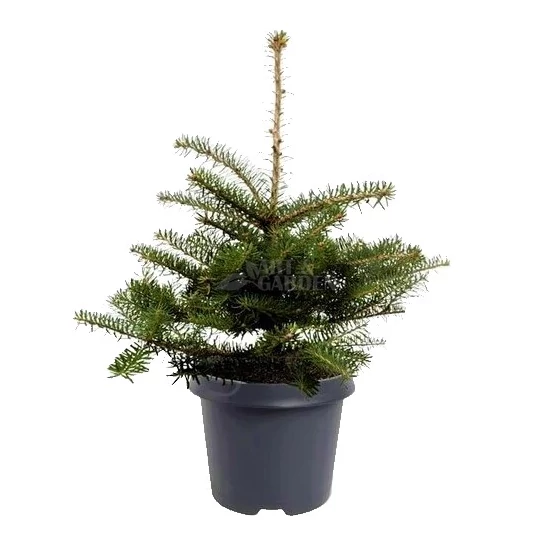 Abies koreana / Koreai jegenyefenyő