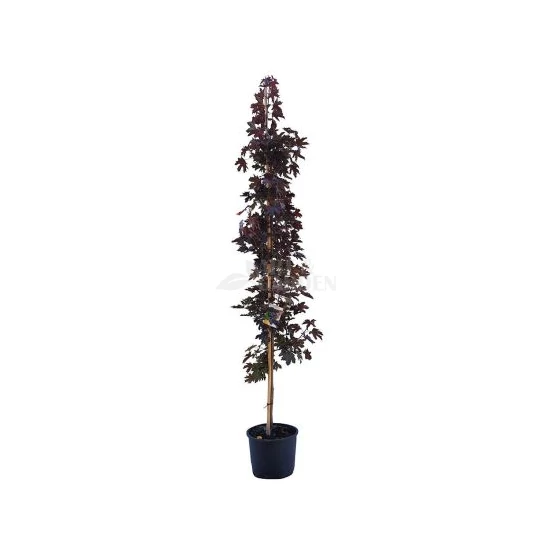 Acer platanoides 'Crimson King' / Vérjuhar fa