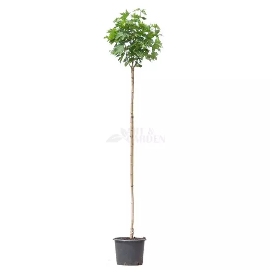 Acer platanoides 'Globosum' / Gömb juharfa (földlabdás)