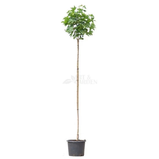 Acer platanoides 'Globosum' / Gömb juharfa (földlabdás, 8-10)