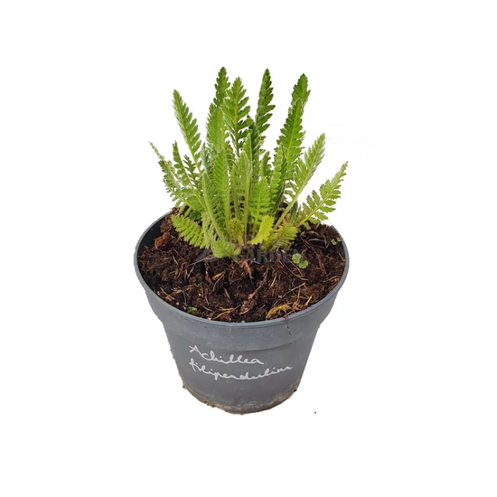 Achillea filipendulina / Jószagú cickafark