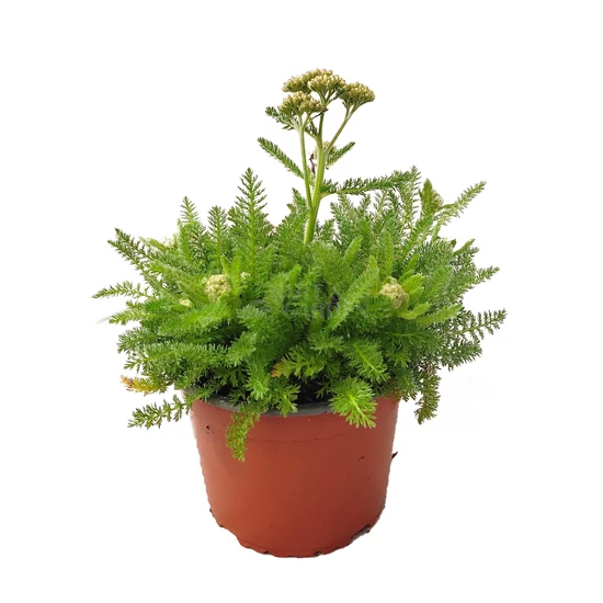 Achillea millefolium 'Desert Eve Terracotta' / Narancssárga virágú közönséges cickafark