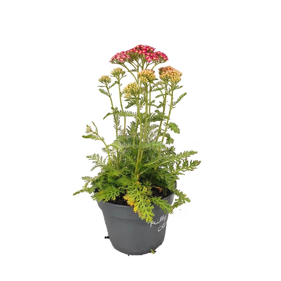 Achillea millefolium 'Milly Rock Cherry' / Cseresznyepiros virágú közönséges cickafark