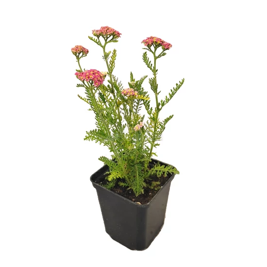 Achillea millefolium 'Skysail Bright Pink' / Közönséges cickafark