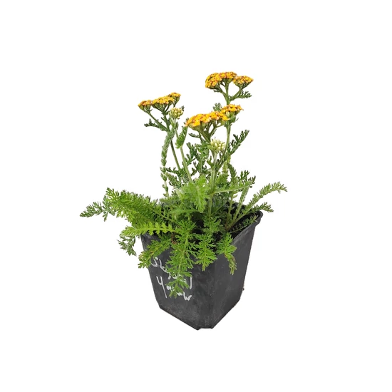 Achillea millefolium 'Skysail Yellow' / Közönséges cickafark