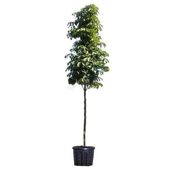 Aesculus hippocastanum / Közönséges vadgesztenye