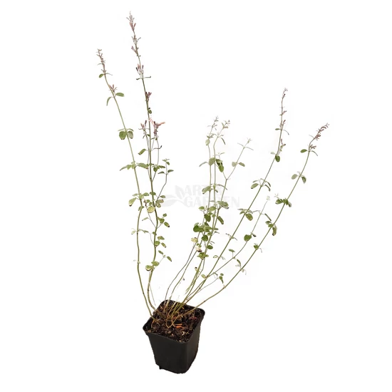 Agastache aurantiaca / Narancssárga izsópfű
