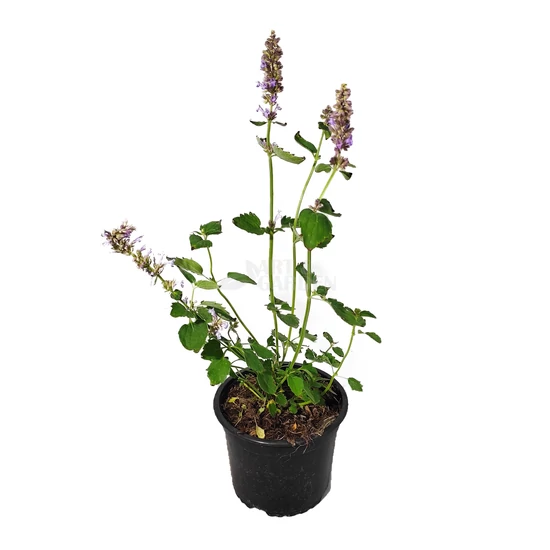 Agastache 'Blue Boa' / Izsópfű