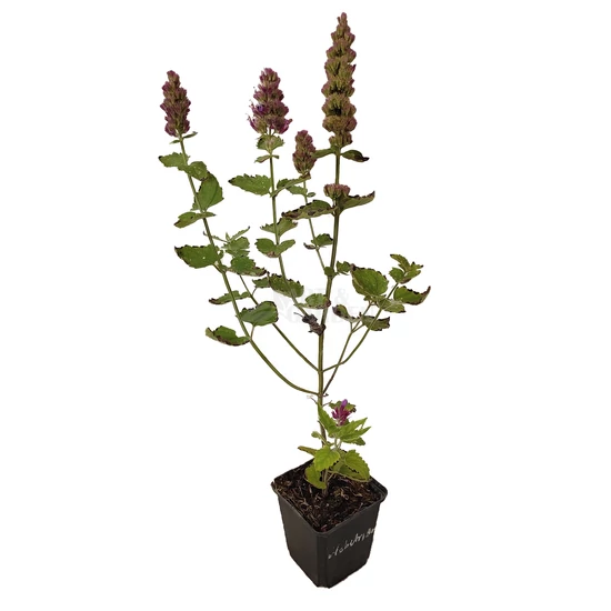 Agastache pallida 'Globetrotter' / Izsópfű