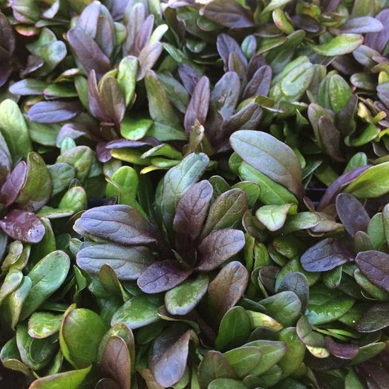 Ajuga reptans 'Chocolate Chip' / Indás ínfű