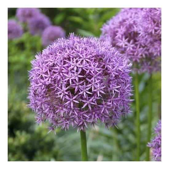Allium 'Gladiator' / Díszhagyma