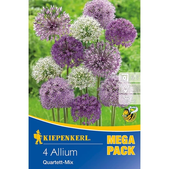 Allium 'Quartett Mix Mega Pack' / Díszhagyma mix virághagyma