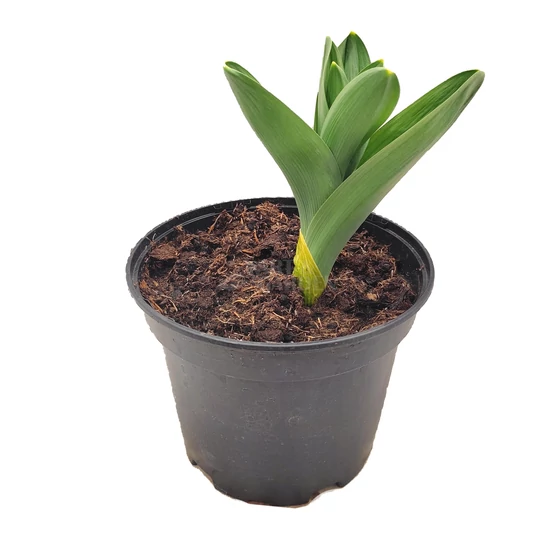 Allium 'Mount Everest' / Fehér virágú díszhagyma