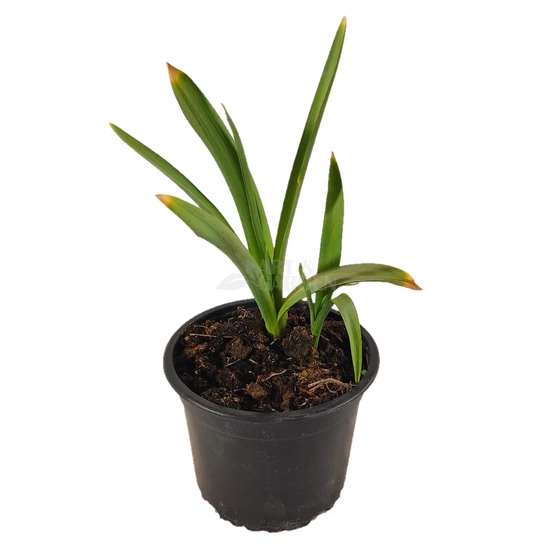 Allium 'Purple Sensation' / Díszhagyma
