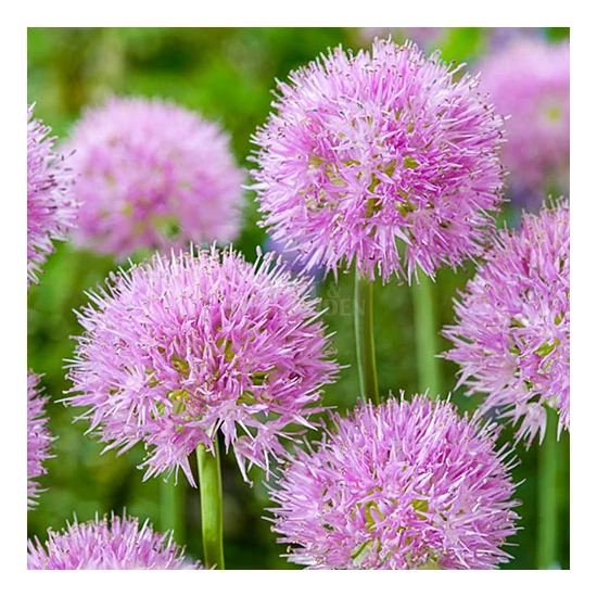 Allium 'Rosy Dreams' / Díszhagyma