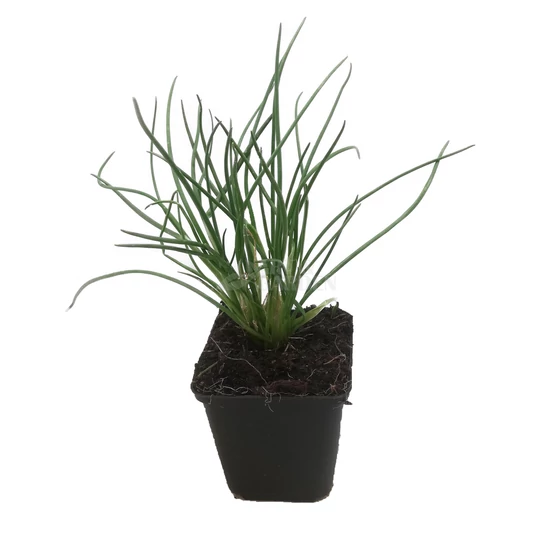 Allium schoenoprasum / Snidling, metélőhagyma