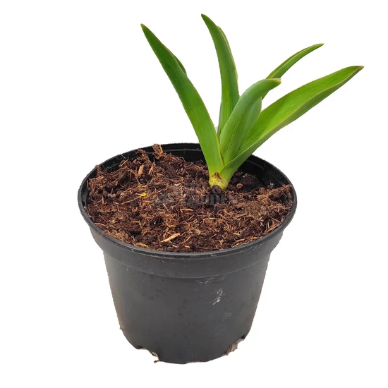 Allium schubertii / Díszhagyma