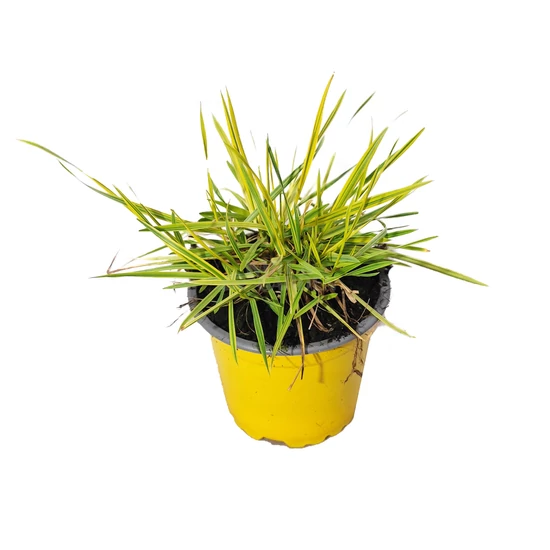 Alopecurus pratensis 'Aureovariegatus' / Réti ecsetpázsit
