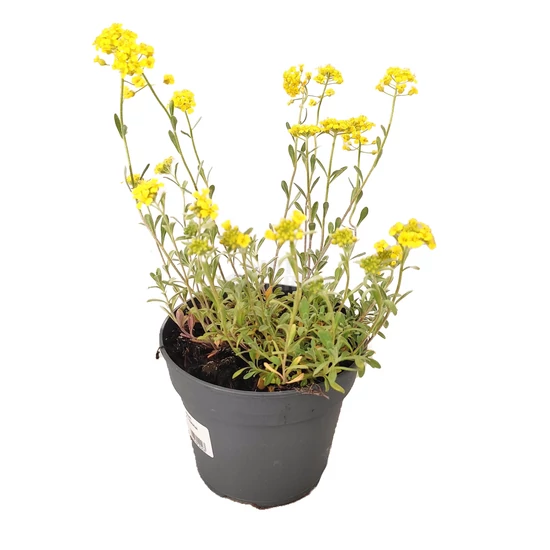 Alyssum montanum 'Mountain Gold' / Sziklai ternye