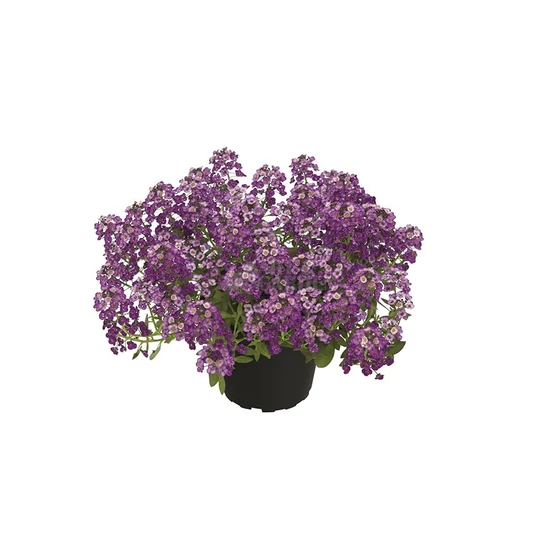 Lobularia maritima / Lila virágú illatos ternye, mézvirág