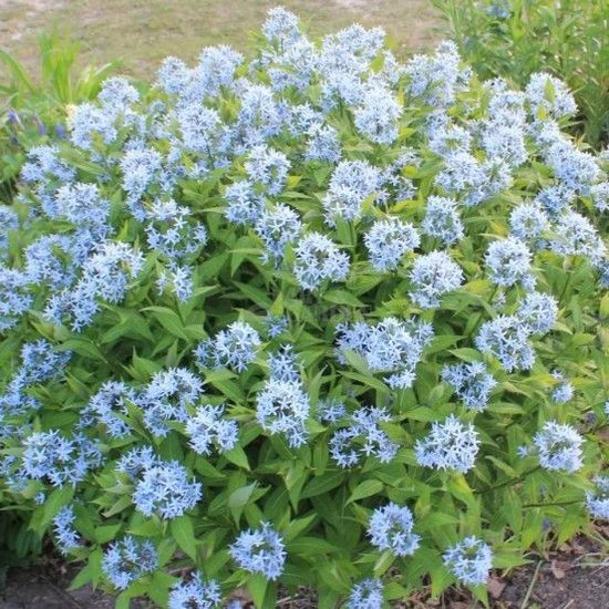 Amsonia illustris / Csillagmeténg