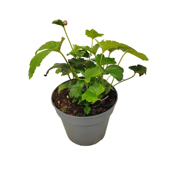 Anemone hupehensis 'Prinz Heinrich'/ Őszi szellőrózsa