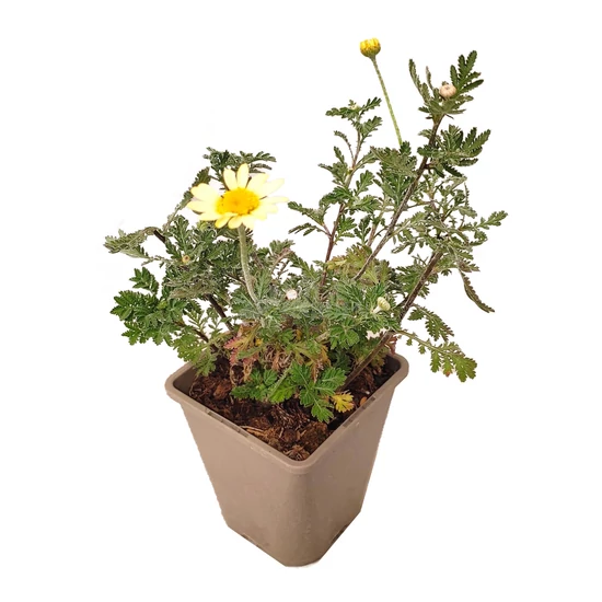 Anthemis tinctoria 'E. C. Buxton' / Pipitér