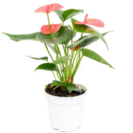 Anthurium andreanum 'Sweet dream' /Rózsaszín virágú flamingóvirág